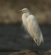 Medium Egret