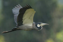 Black-headed Heron