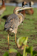 Purple Heron