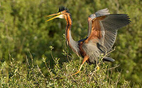 Purple Heron