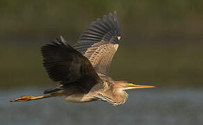 Purple Heron