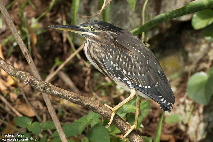 Héron striéimmature, identification