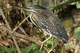 Striated Heron