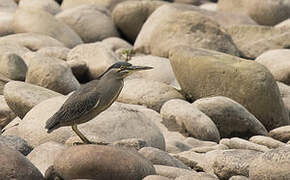 Striated Heron