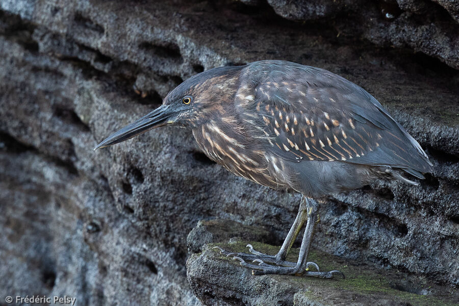 Striated Heron