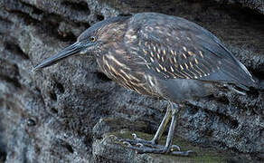 Striated Heron