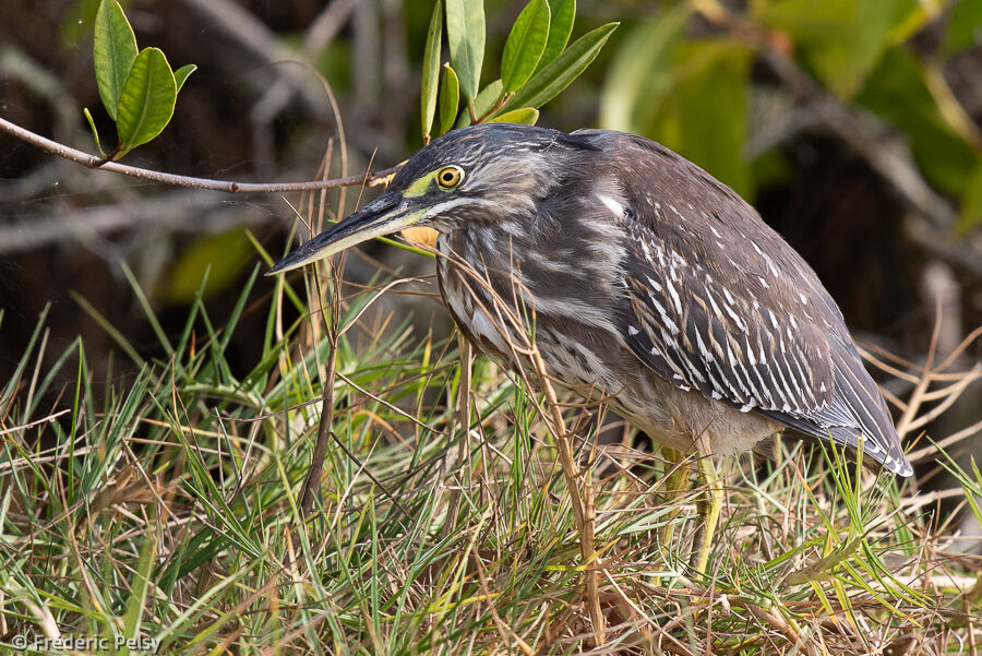 Striated Heron