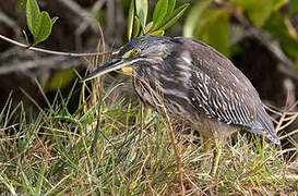 Striated Heron