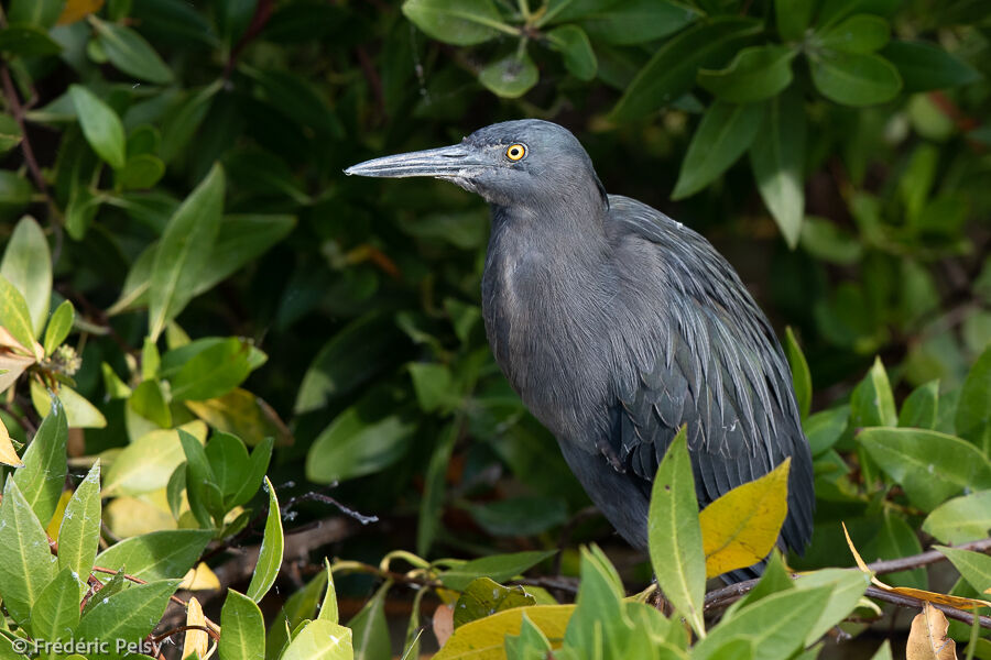 Striated Heron