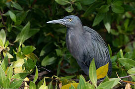 Striated Heron