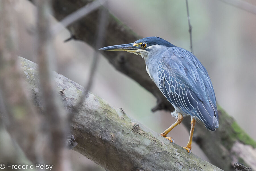 Striated Heron