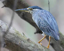 Striated Heron