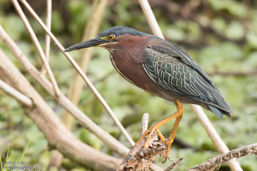 Héron vertadulte nuptial, identification