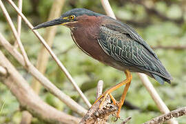 Green Heron