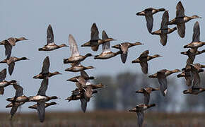 Black-headed Duck