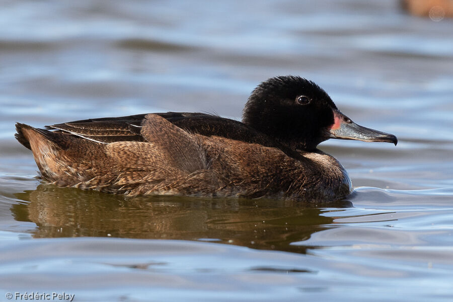 Black-headed Duck male