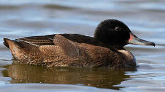 Black-headed Duck