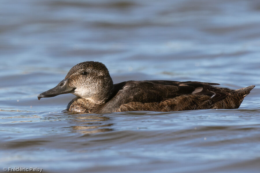 Black-headed Duck female