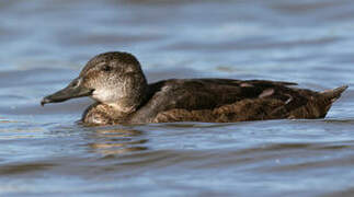 Black-headed Duck