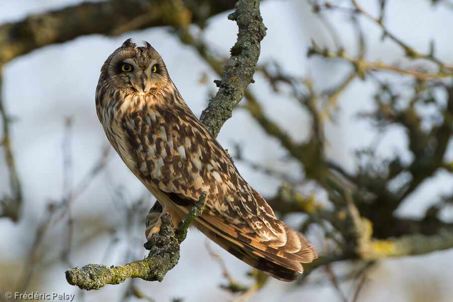 Hibou des marais