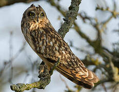 Hibou des marais