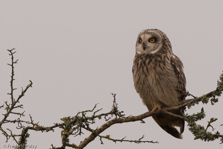 Hibou des marais