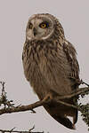 Hibou des marais