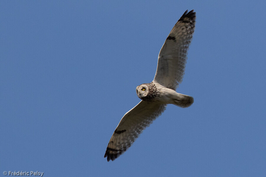 Hibou des marais, Vol