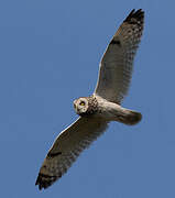 Short-eared Owl