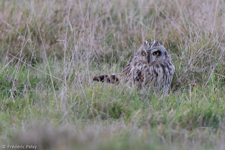 Hibou des marais