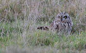 Hibou des marais