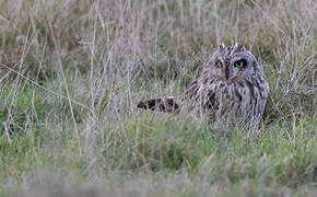 Short-eared Owl