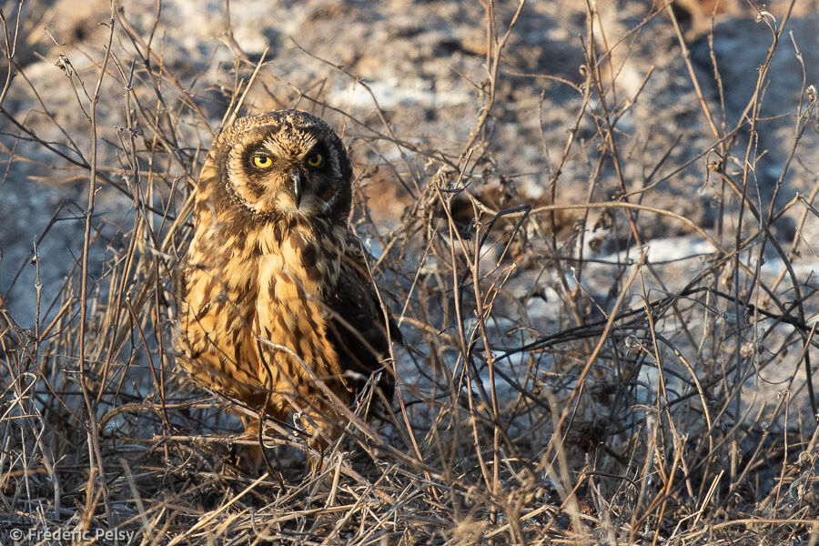 Hibou des marais