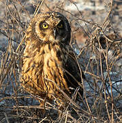 Hibou des marais