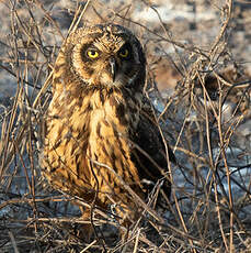 Hibou des marais