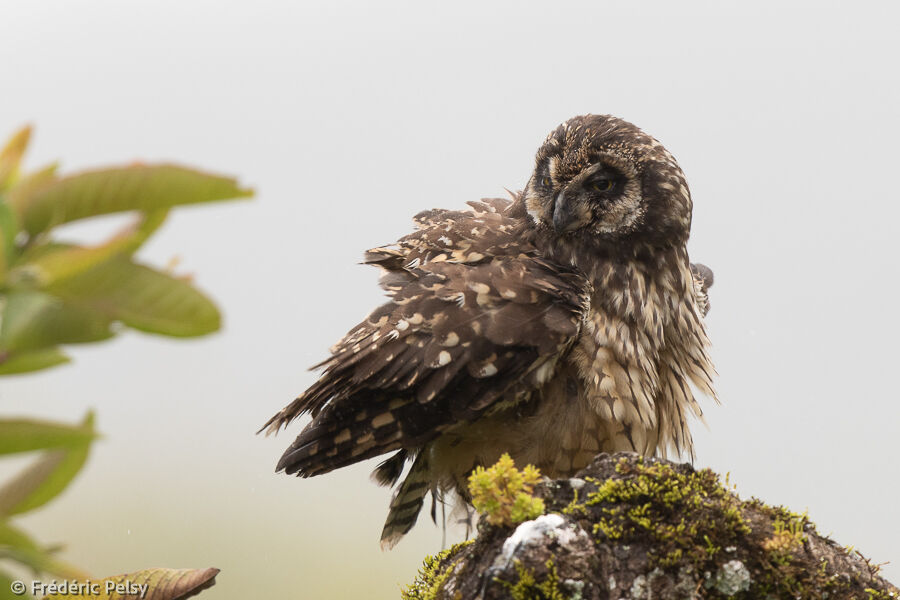 Hibou des marais