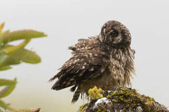 Hibou des marais