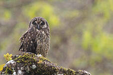 Hibou des marais