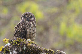 Short-eared Owl