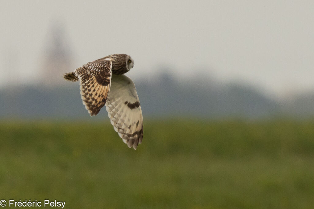 Short-eared Owl