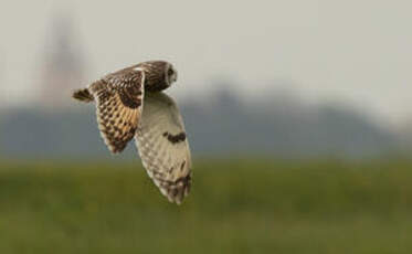 Hibou des marais