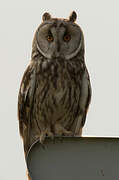 Long-eared Owl