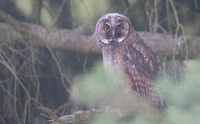 Long-eared Owl