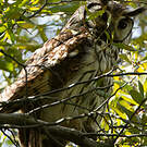 Hibou strié