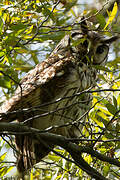 Striped Owl