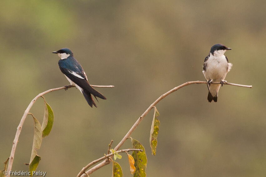 Hirondelle à ailes blanches