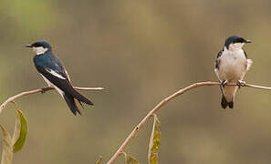 Hirondelle à ailes blanches