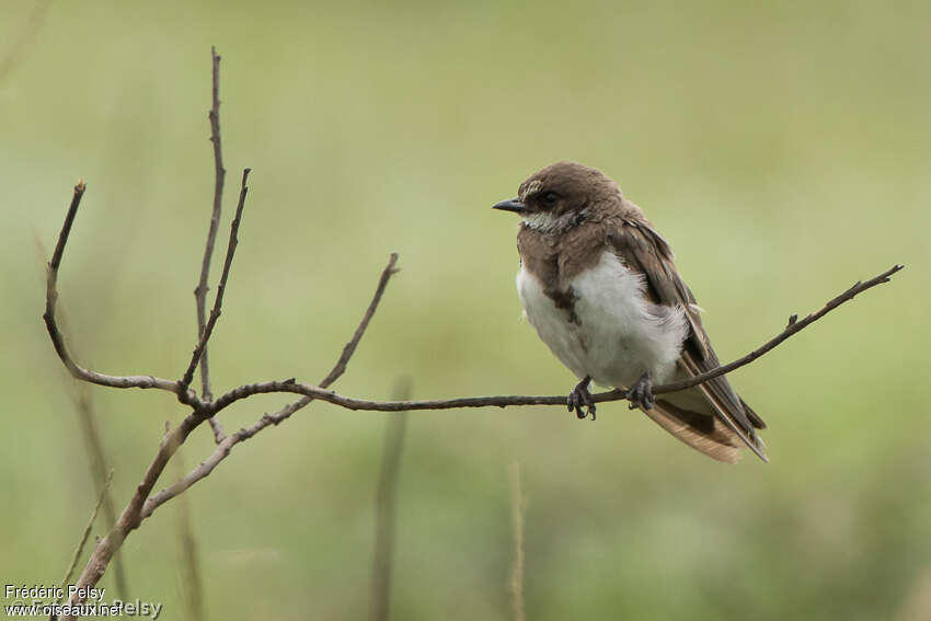 Banded Martinadult, identification