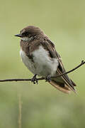 Banded Martin