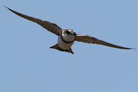 Banded Martin